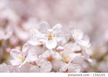櫻花花 櫻花花 1382291