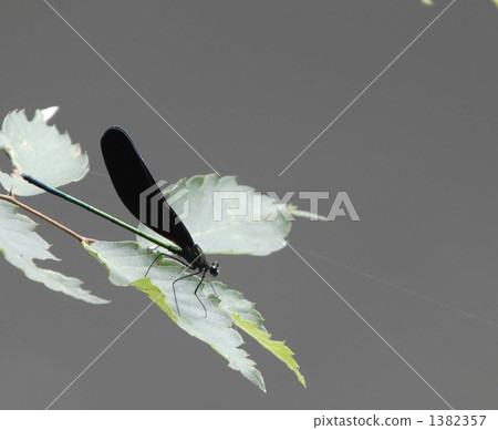 豆娘 蜻蜓 蟲子 1382357