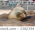 海豹在小睡 1382394