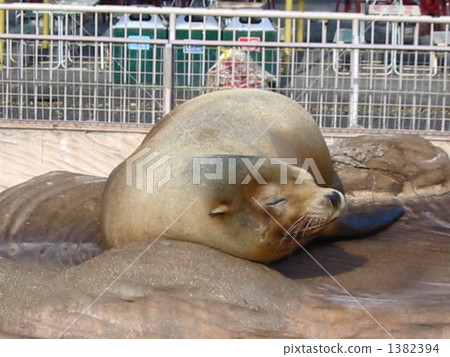 海豹在小睡 1382394