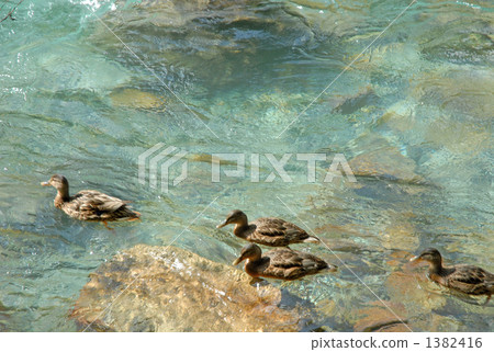 Clear current and waterfowl 1382416