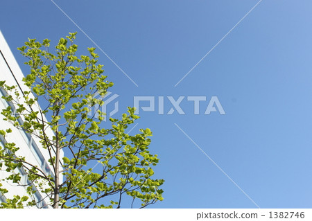 藍天和都市綠色 藍天和都市綠色 1382746
