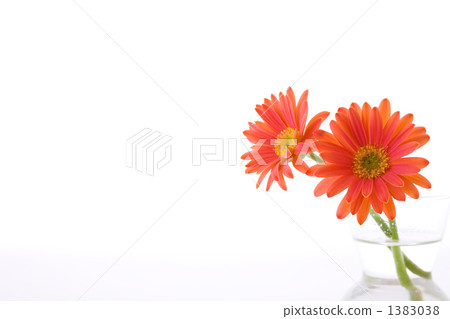 Orange Gerbera 1383038