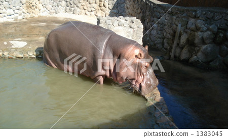 hippo, hippopotamu, fatness 1383045