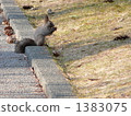 Collect tree nuts 1383075