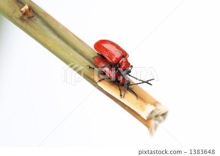 Scarlet lily beetle 1383648
