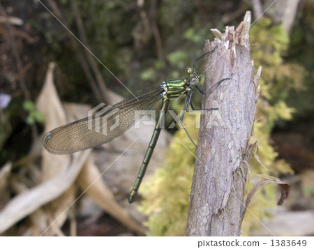 Japanese black strawberry Japanese black strawberry 1383649