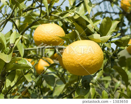 甜蜜的夏天 1383650