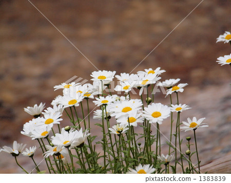 瑪格麗特在河邊 瑪格麗特在河邊 1383839