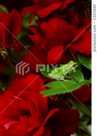 Roses and frogs 1383880