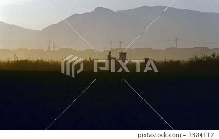 農藥噴灑 水稻 1384117