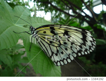 Flying flying butterfly 1384192