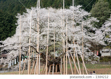 Pale cherry blossoms of Nenoo Pale cherry blossoms of Nenoo 1384212