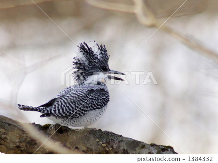 Mountain stream hunter Mountain stream hunter 1384332