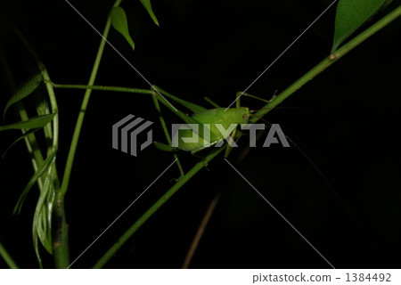 Taiwan Beetlew 1384492