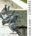 Pigeops (6 birds) 1384493