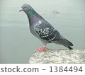 Pigeopova (1 bird) 1384494