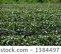 Tea garden (sideways) 1384497
