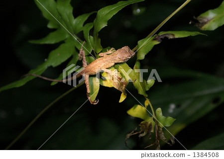 Saxima Novolito Lizard 1384508