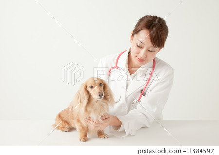 獸醫 獸醫 1384597