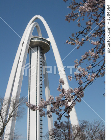 138 Tower and cherry blossoms 1384664