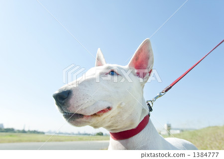 散步的微型雜種犬 1384777