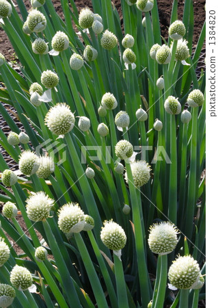 Negi buddha (assembly) Negi buddha (assembly) 1384820