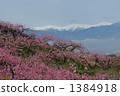 Momosaka peach blossom and Southern Alps 1 1384918