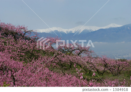 Momosaka peach blossom and Southern Alps 1 Momosaka peach blossom and Southern Alps 1 1384918
