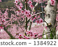  Peach blossoms 1384922