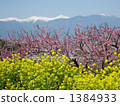 Momosaka peach blossom and Southern Alps 4 1384933