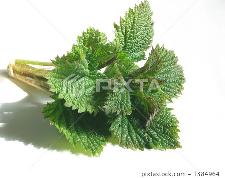 Miyama蕁麻 1384964