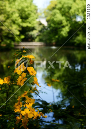 Yamabuki on the banks of the pond Yamabuki on the banks of the pond 1385160