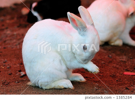 Rabbit Rabbit 1385284