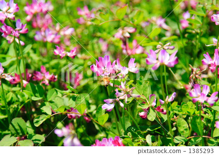 黃芪和蜜蜂 黃芪和蜜蜂 1385293