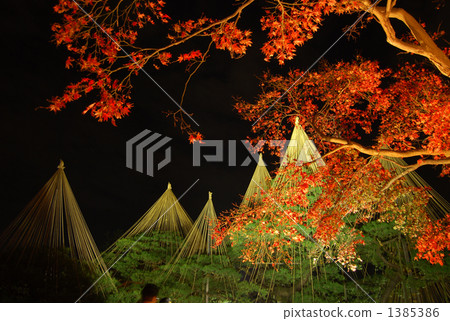 Autumn Kenrokuen Autumn Kenrokuen 1385386
