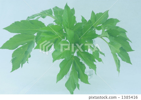 Tomorrow leaves 1385416