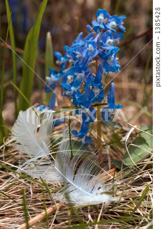 Feathers and feather cat's feathers 1385428