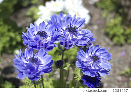 Anemone (blue) Anemone (blue) 1385437