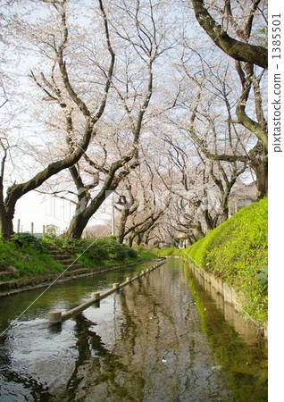 兩地域水櫻花行樹 1385501