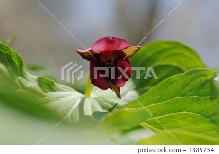 Cosima en Raisewu 1385734