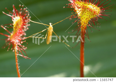 害蟲的獵物 1385747