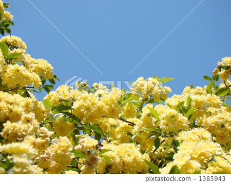 木香 木香 1385943