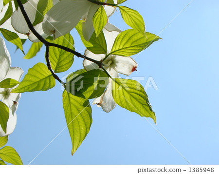 Dogwood Dogwood 1385948
