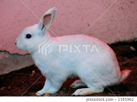 Rabbit  1385962