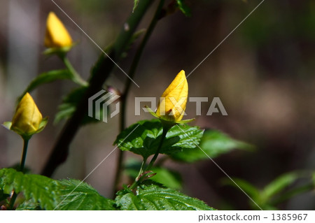 玫瑰花 玫瑰 日本金蓮花 1385967