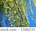 willow, willows, tree 1386235