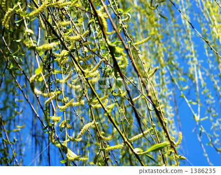 willow, willows, tree 1386235
