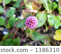 saw grass, vegetation, vegetative 1386310