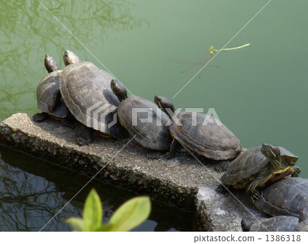 A friend turtle 1386318